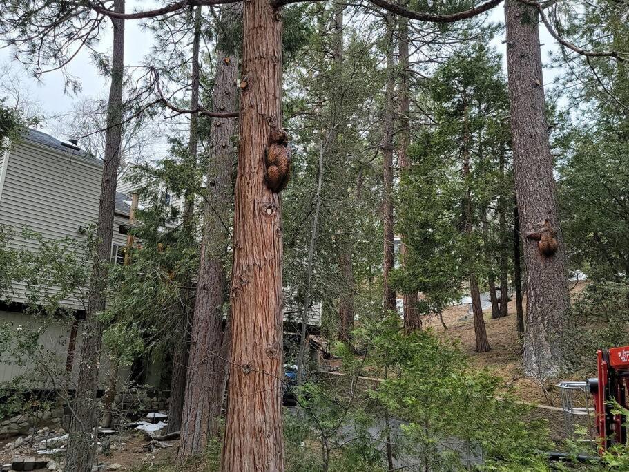 Casa De Los Arboles! Delight & Solitude Abound! Pine Cove Dış mekan fotoğraf
